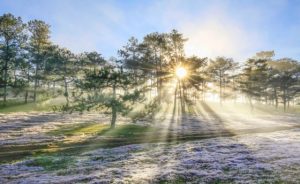 net-dep-nao-long-doi-co-hong-da-lat-ngay-chom-dong-1