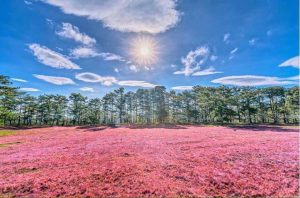 net-dep-nao-long-doi-co-hong-da-lat-ngay-chom-dong-4