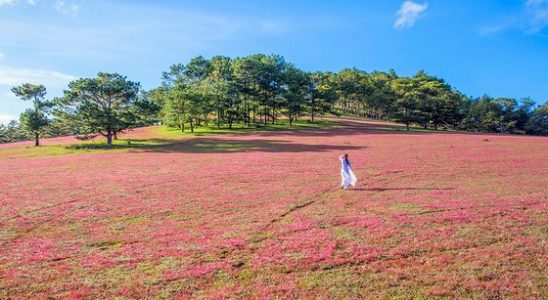 Káº¿t quáº£ hÃ¬nh áº£nh cho CÃNH Äá»NG Cá» Há»NG ÄÃ  láº¡t