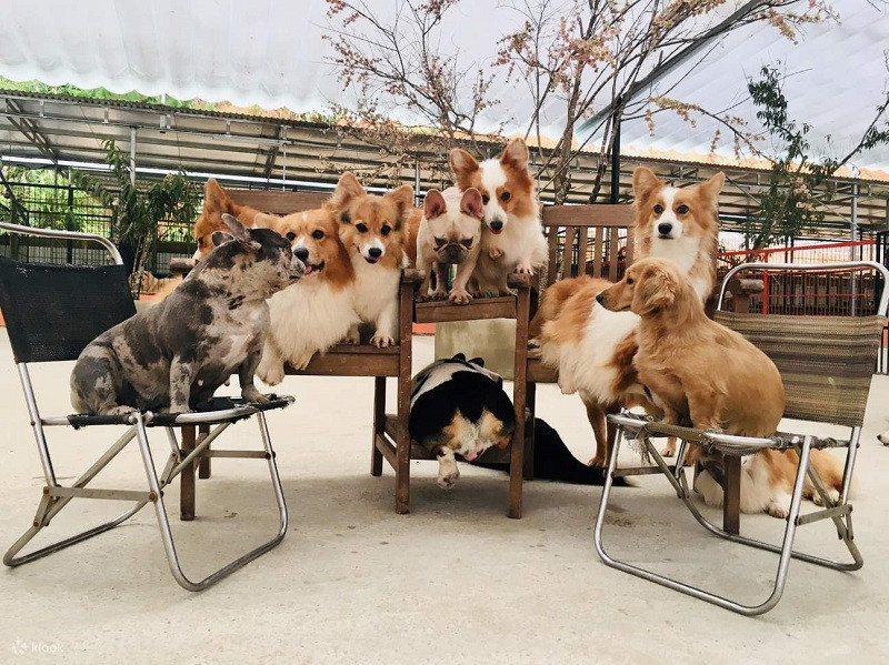 Nông trại cún Puppy Farm 