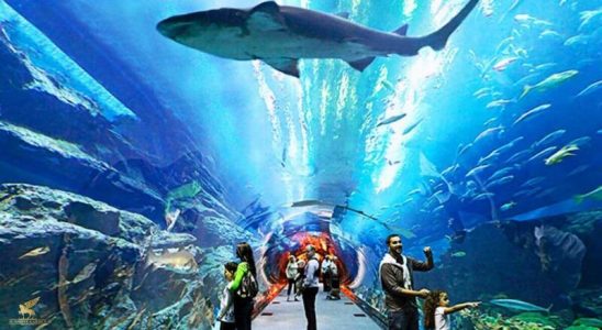 Thủy cung Vinpearl Land Times City