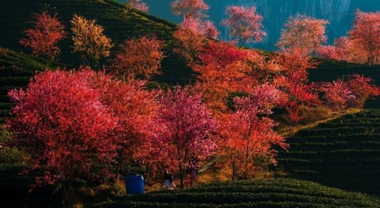 Hoa anh đào ở Sa Pa