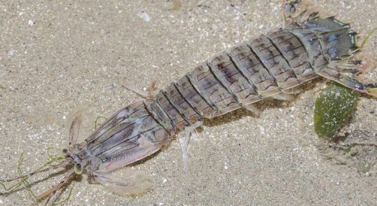 Thân tôm tít được bao bọc lớp vỏ ngoài cứng và sắc nhọn