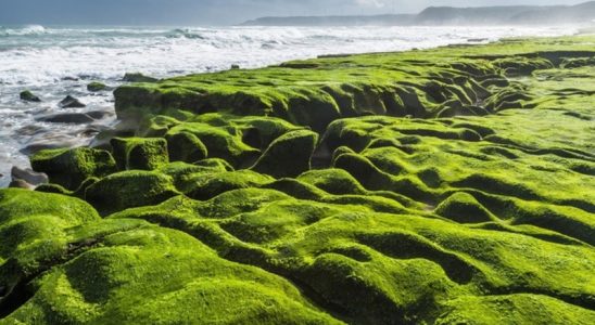 Bãi Biển rêu xanh Đài Loan