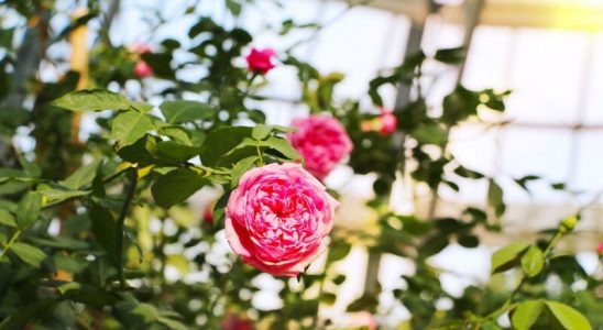 Khu vườn hoa hồng