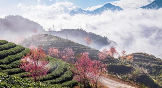 Đồi chè Ô Long cách trung tâm thị trấn Sapa 8km