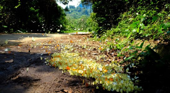 Vườn Quốc Gia Cúc Phương