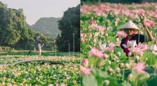 Mùa sen Ninh Bình với không gian thiên nhiên tuyệt đẹp